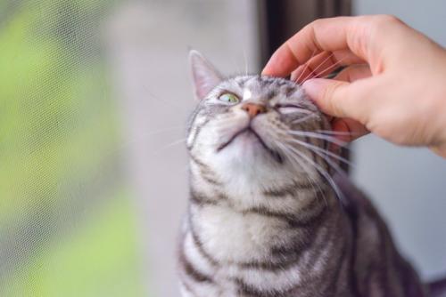 目を細めて気持ちよさそうにしている猫