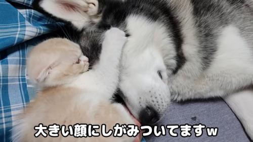 犬の顔にしがみつく子猫