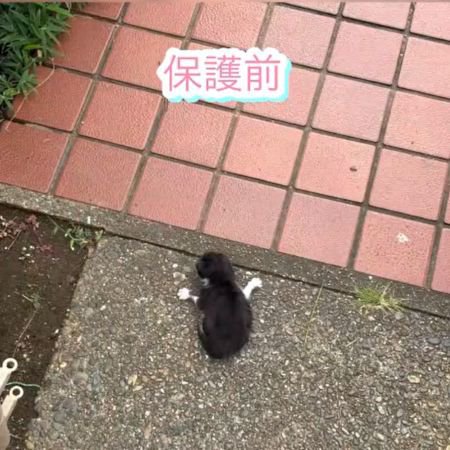玄関前の地面に伏せている子猫