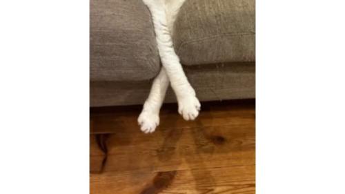 ソファーにいる猫たち