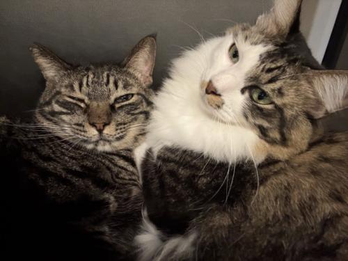 寄り添う2匹の猫