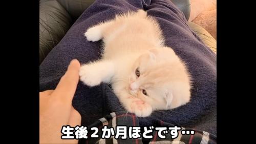 人の膝に乗る子猫