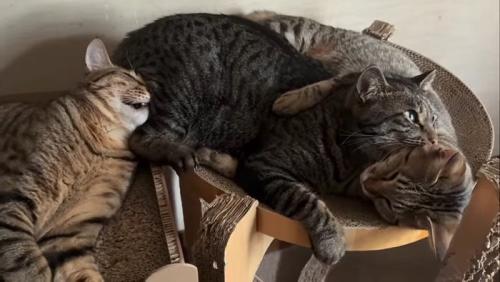 くっついて寝る3匹の猫