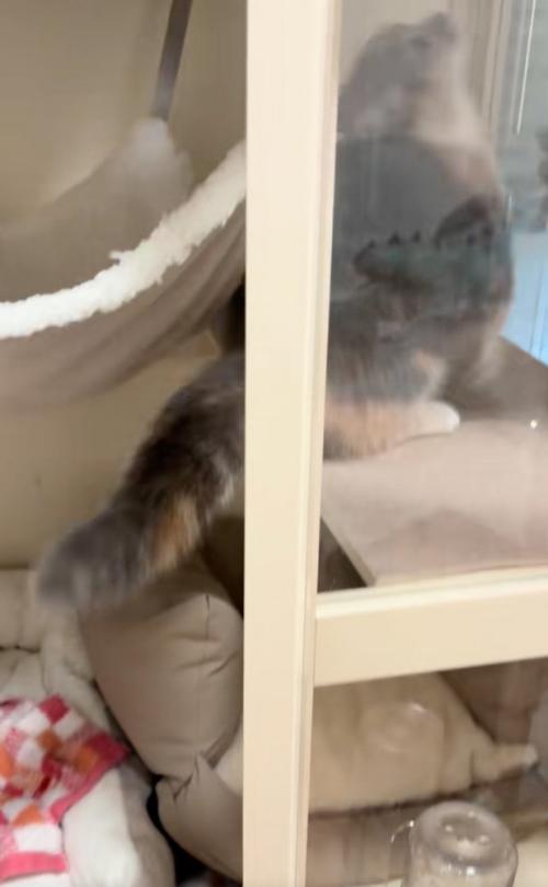 台に登る猫