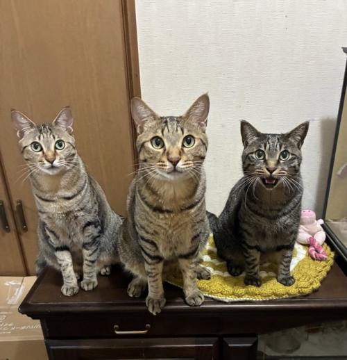 並んで座る3匹の猫