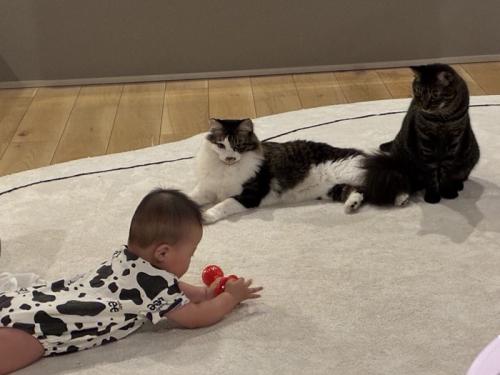 赤ちゃんのおもちゃを見る猫たち