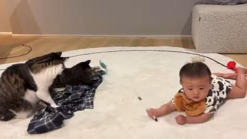 猫じゃらしを持つ赤ちゃん
