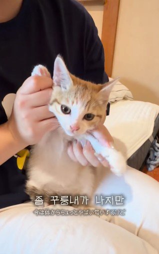 抱えられる子猫