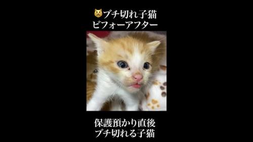 ベロ出し