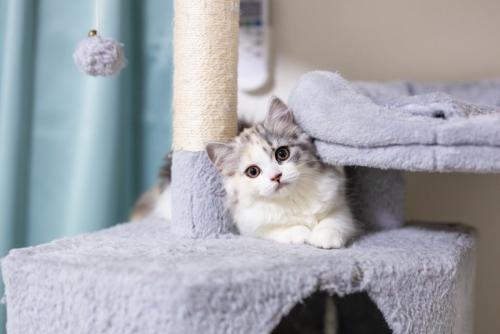 キャットタワーで首をかしげる子猫