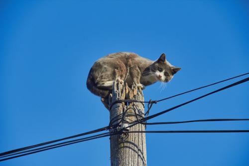 電柱の上の猫