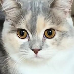 猫に『ハンモックへの行き方』を教えてみた結果…まさかの反応と『結末』が151万再生「天才だと思ったらｗ」「オロロロロｗｗ」と爆笑の声