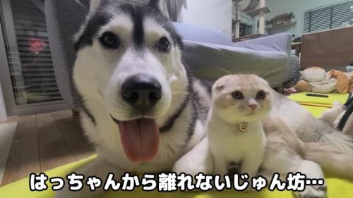 犬の隣に座る猫