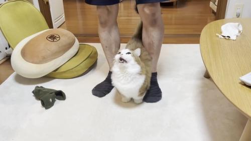 見上げて鳴く姿
