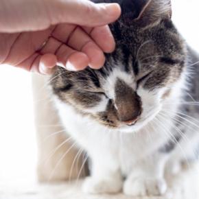 猫が人に『頭突き』をしてくる理由5つ　隠されている意味や応え方のポイント