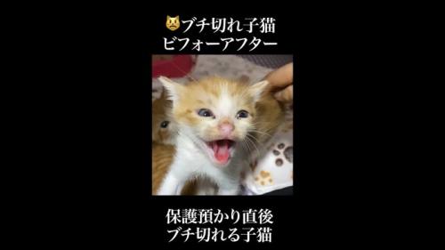 正面でシャー