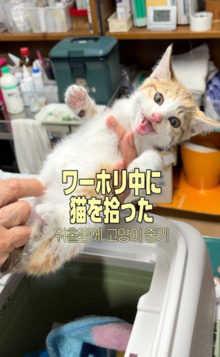 保護された子猫