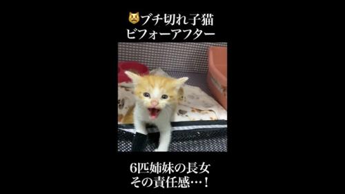 イカ耳でシャー