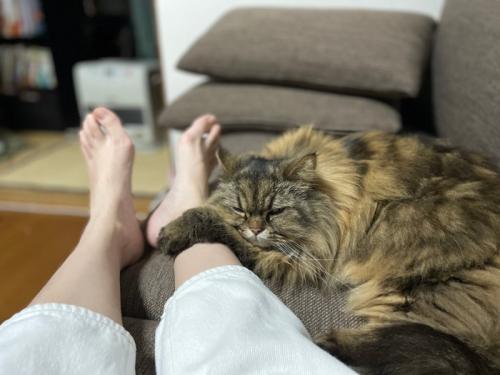 足元でくつろぐ猫