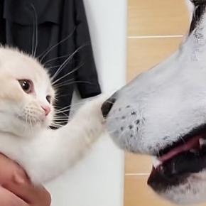 子猫を迎えて5年、優しい先住犬たちに育てられた結果…尊すぎる『成長記録』が21万再生「愛情に感動した」「涙が出るほど可愛い」