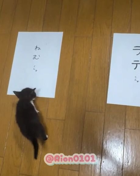 床に置かれた2枚の名前候補の紙に近づく子猫