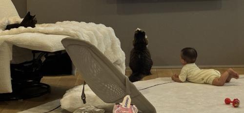 見上げる猫たちと赤ちゃんの後ろ姿
