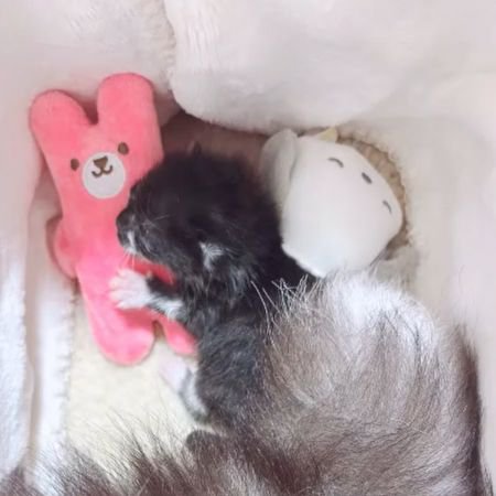 ピンクのぬいぐるみに前足を添える子猫