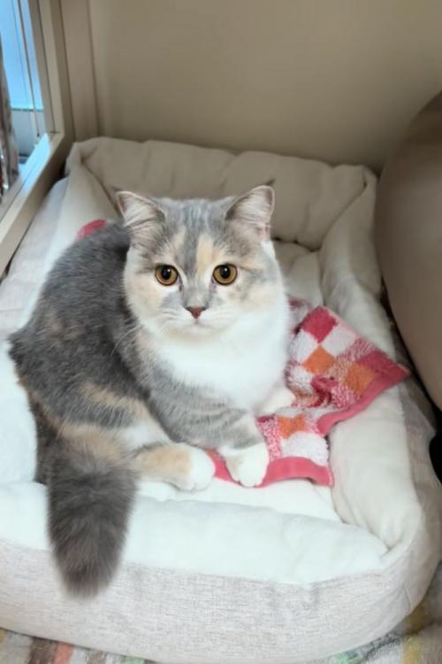 キョトンとする子猫