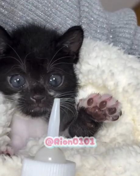 哺乳瓶に前足を伸ばす子猫