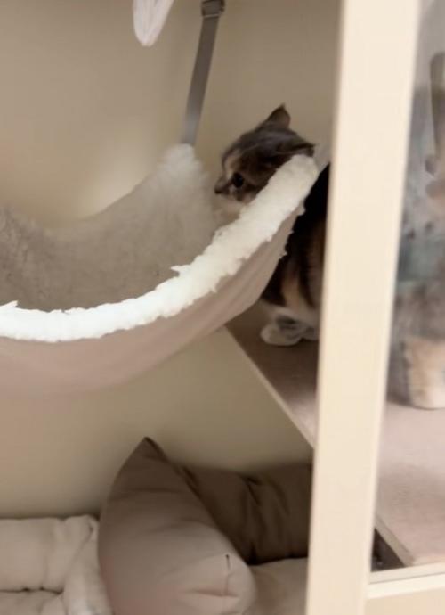 ハンモックを見る子猫