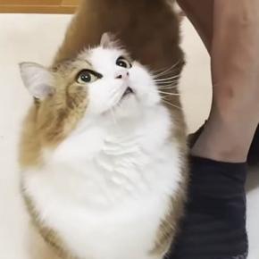 パパが現れると『足元に駆け寄る猫』→後を追って…まるでRPGのような光景が可愛すぎると反響「なかまにくわわったｗ」「ほんと大好きだね」