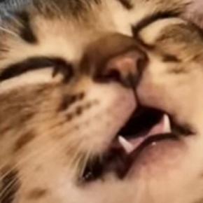 口を開けて爆睡していた子猫→約3年後…まさかのビフォーアフターに「変わってなくて愛おしいw」「立派になったね」と癒される人が続出