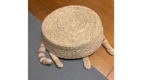 かごに入っている猫