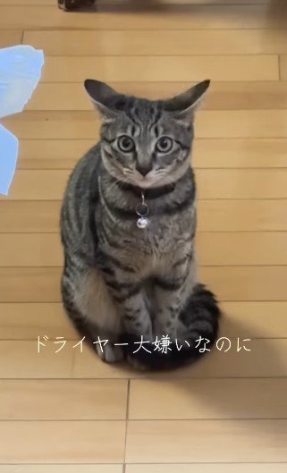 両耳を左右に大きく倒した猫