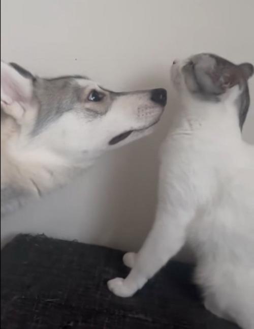 キスしようとする犬