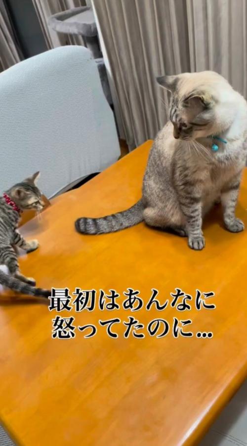 先住猫のしっぽをながめる子猫と、子猫を見つめ返す先住猫