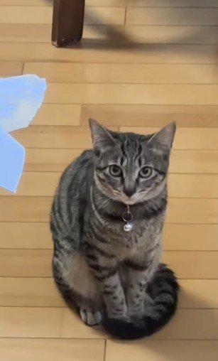 しっぽを足元に巻いて見上げる猫