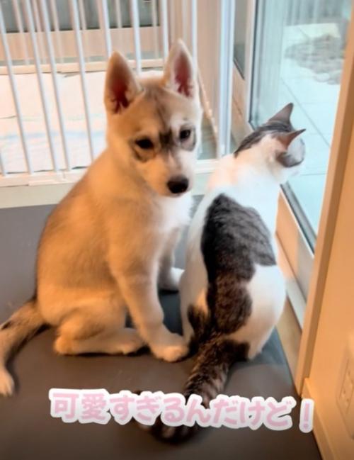 振り返る赤ちゃん犬