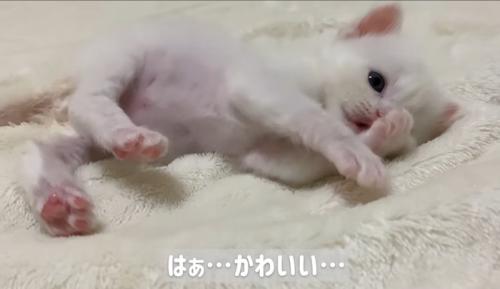 横になって毛づくろいしている子猫