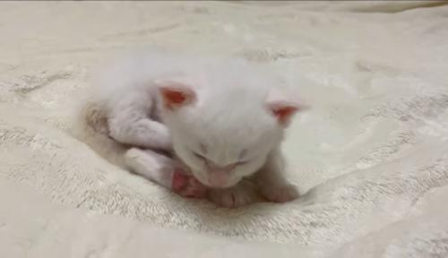 眠っている子猫