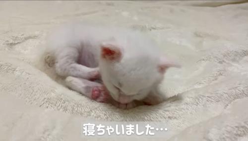 眠っている子猫