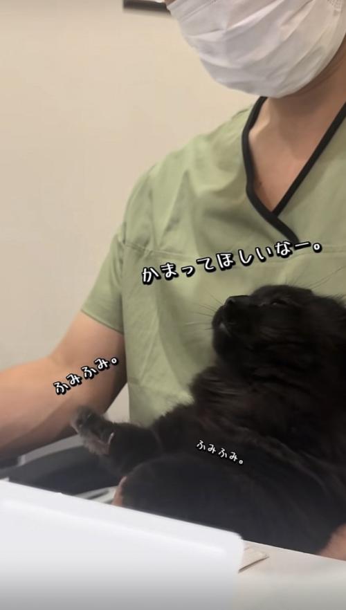 飼い主の足の上でかまってアピールをするミックス猫
