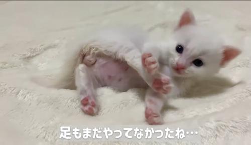横になって毛づくろいしている子猫