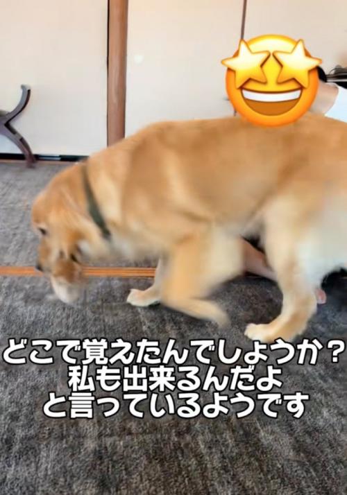 来客の周りを歩く犬