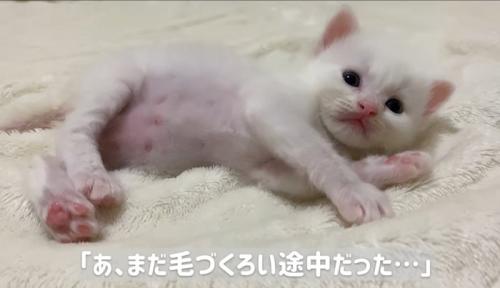 横になっている子猫