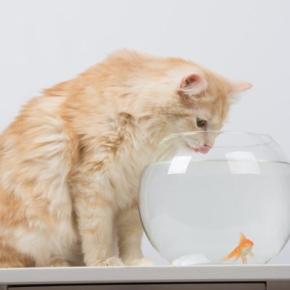 猫と同居させるのは向かない『相性が悪い動物』5種　避けるべき理由や起こりうるトラブルを解説