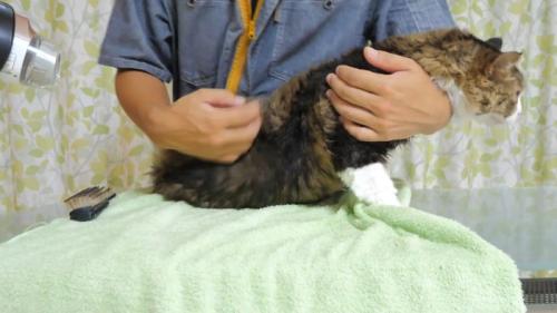手ぐし