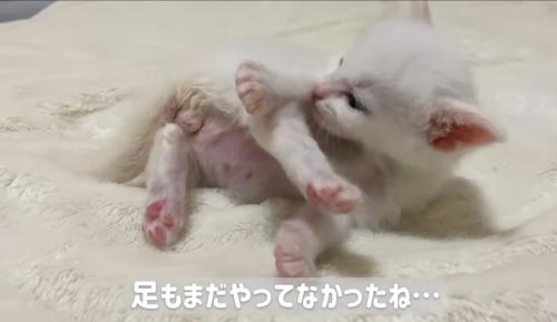 横になって毛づくろいしている子猫