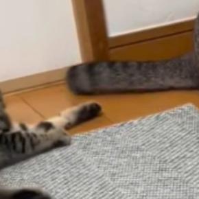 子猫にしっぽを触られて戸惑っていた先住猫→少しずつ態度が変化して…ほっこりする『現在の光景』に「優しいね」「尊い！」と反響