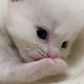 ミルクを飲み終えた子猫の『毛づくろいタイム』を撮っていたら…『可愛すぎる展開』に癒される人が続出「疲れた体に染みる」「キュンときた」